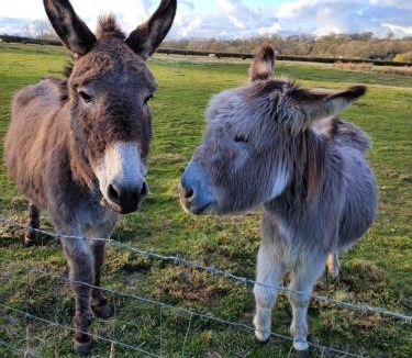 Narberth Other | Budget stay, in lovely private setting with rustic charm, log burner, fire pit, campers kitchen & Eco Loo NO BEDDING SUPPLIED