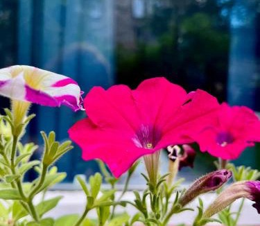 Leith Apartment | Garden Flat