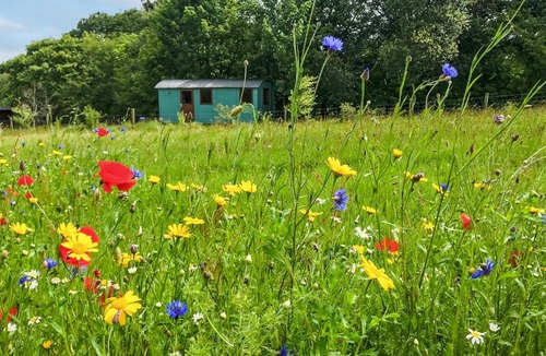 Llandyssiliogogo House | Misty Shepherds Hut - Ukc9298