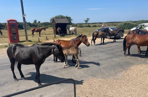 New Forest District Apartment | New Forest View