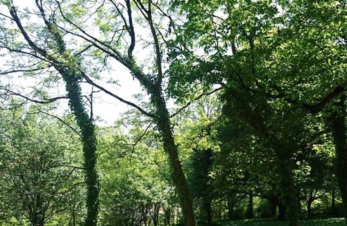 Laugharne Cabin | Pods @ Broadway