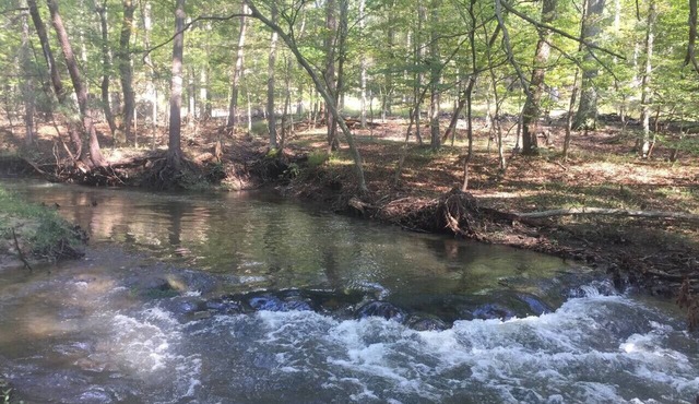 Creekside Cabin -Creekside frontage