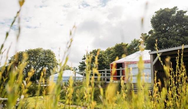 Field Maple - A spacious Mongolian-inspired Yurt in stunning eco-friendly estate near Newquay