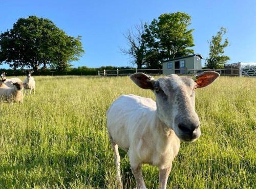 Luxury Shepherd Hut on small South Hams farm, Devon